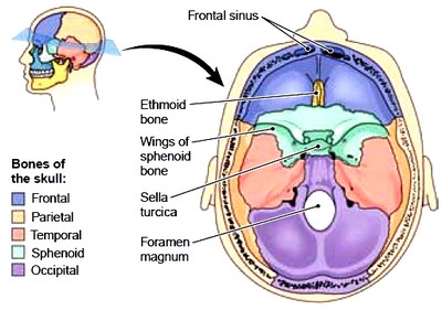 Cranium Cranium